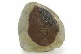 Paleocene Fossil Leaf (Davidia) - Montana #377954-1